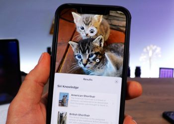 cách bật live text trên ios 15 mới