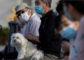 Covid có lây qua chó mèo không? Nhận định từ chuyên gia