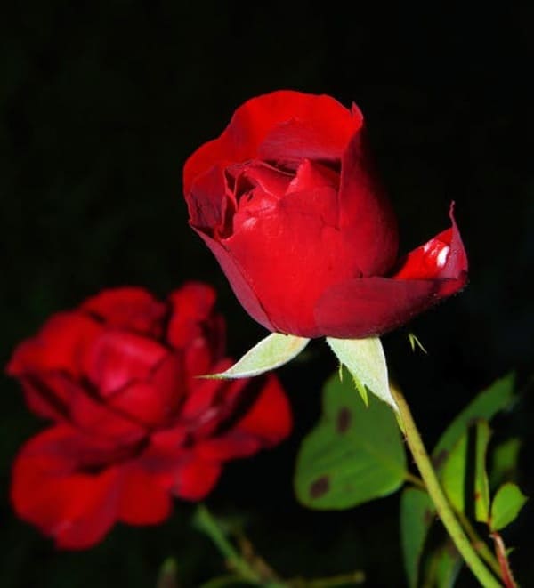 Top 199 Hình nền hoa hồng đỏ đẹp nhất thế giới