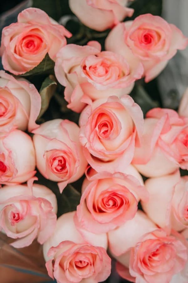 Hình nền hoa hồng tuyệt đẹp  Tải ảnh đẹp miễn phí
