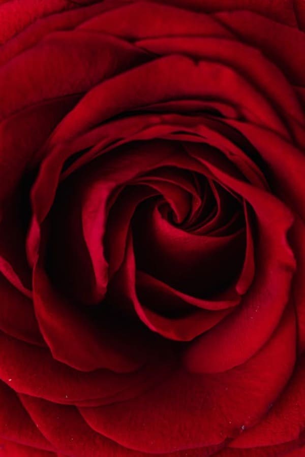 100 Hình nền ảnh hoa hồng đẹp full HD cho máy tính điện thoại