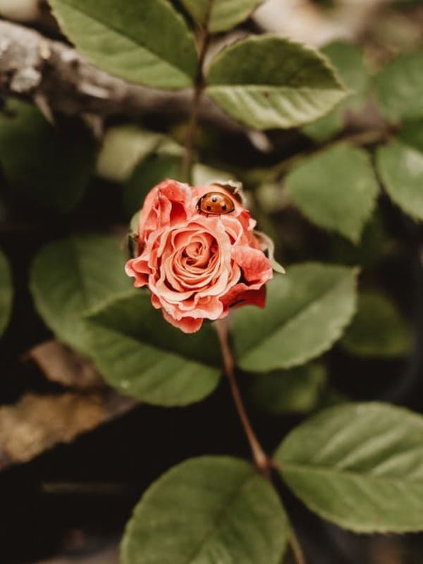 Hình ảnh ý nghĩa hoa hồng leo đẹp mềm mại và cổ điển