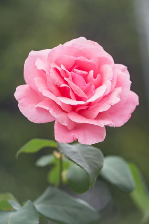 50 Hình nền hoa hồng đẹp nhất thế giới cho điện thoại, PC