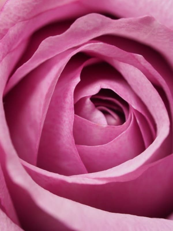 Hình nền hoa hồng: Những hình nền hoa hồng tuyệt đẹp trên trang web của chúng tôi sẽ làm bạn say mê. Hãy truy cập để tìm kiếm những bức ảnh có chất lượng cao và độ phân giải tuyệt vời, để tăng thêm cảm hứng cho bạn trong công việc và cuộc sống hàng ngày.