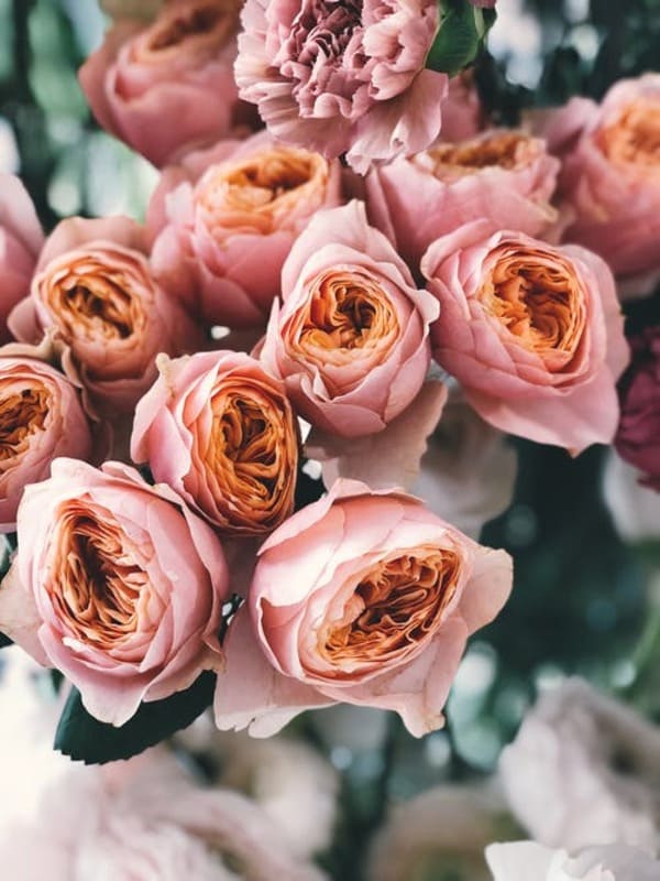 Top 20 hình nền hoa hồng đẹp nhất với nhiều sắc thái khác nhau