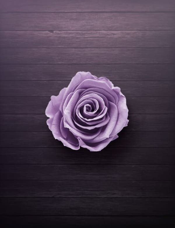 Blue Flower iPhone Wallpapers  Top Những Hình Ảnh Đẹp