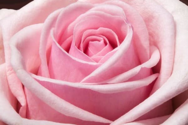 hình nền ảnh hoa hồng đẹp 3d
