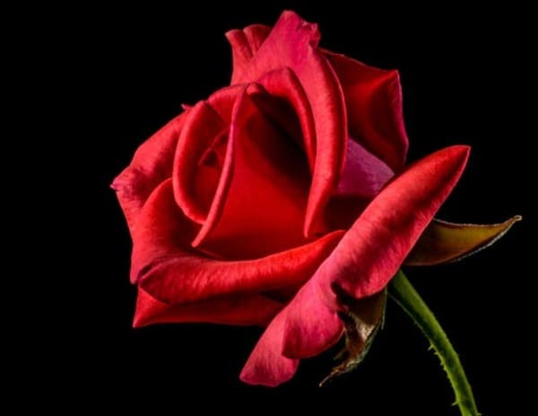 hình nền hoa hồng đẹp cho điện thoại