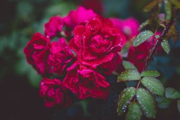 hình nền hoa hồng nhung 