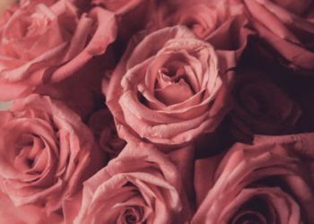 hình nền hoa hồng cho iphone