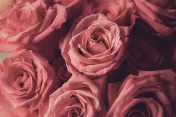 50 Hình nền hoa hồng đẹp nhất thế giới cho điện thoại PC