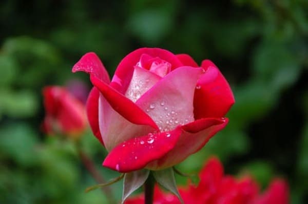 hình nền hoa hồng cho điện thoại