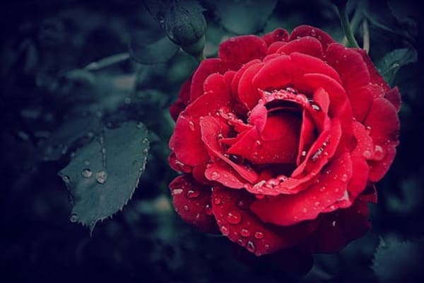 hình nền hoa hồng full hd