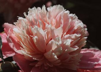 hình nền hoa mẫu đơn có biểu tượng gì