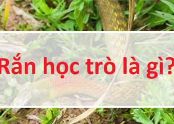rắn học trò là gì