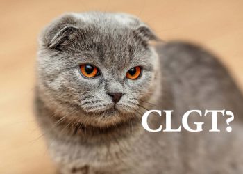 CLGT là gì? Giải Thích Ý Nghĩa Chính Xác Nhất Của CLGT