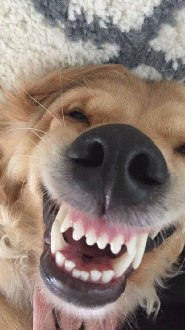 Meme chó - Giờ đây bạn có thể gặm nhấm những meme chó cực kì hài hước, đem lại niềm vui cho ngày làm việc mệt mỏi của mình. Bạn sẽ không thể không yêu chúng vì vẻ đáng yêu và ngộ nghĩnh.
