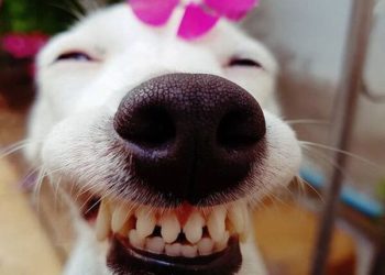 ảnh chế chó mèo