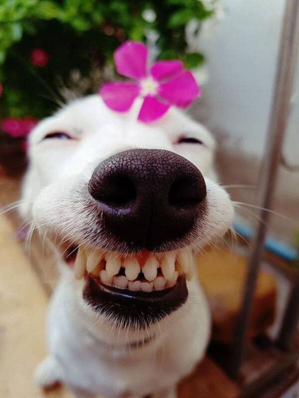Tổng hợp 100+ ảnh chó cute hài hước mới nhất