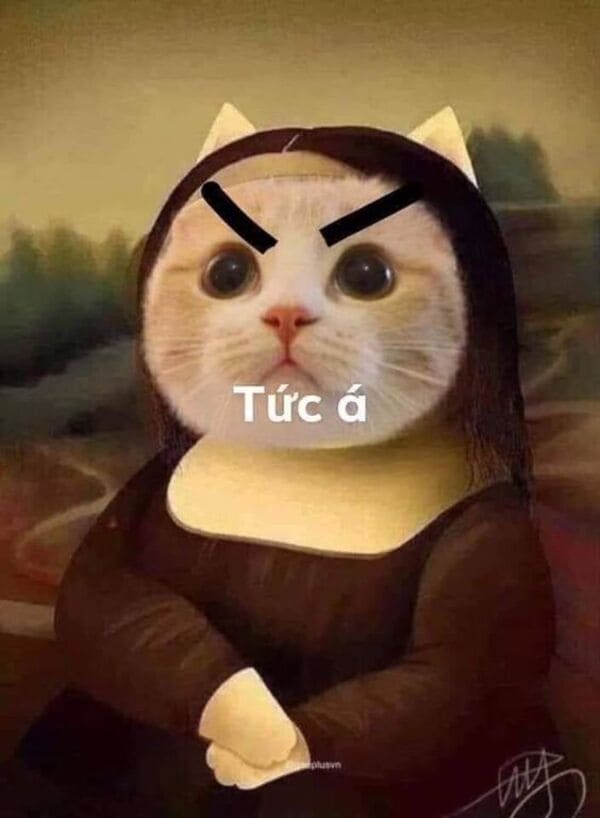 TOP 99 meme mèo đáng yêu ảnh mèo chế siêu hài hước mới nhất Ảnh Cười Việt