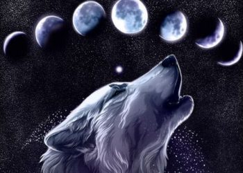 hình nền con sói đẹp