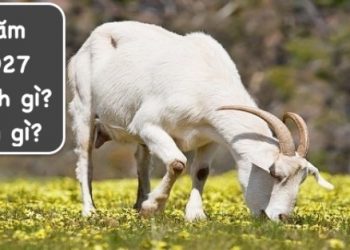 năm 2027 là con gì